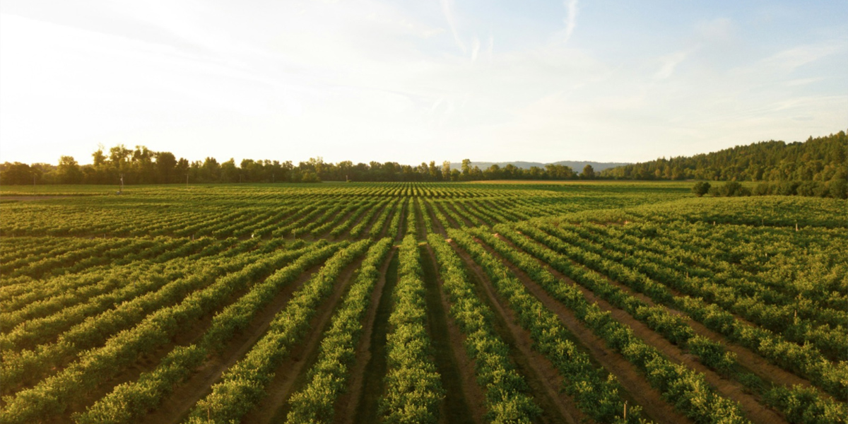 Pac, Ucraina e politiche agricole i temi in dibattito a Bruxelles il 5 marzo